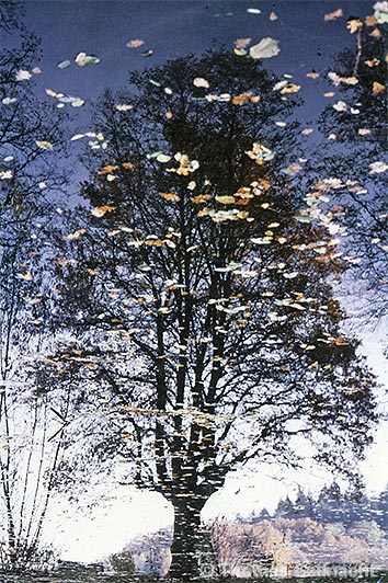Bäume im Wasser